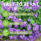 10+Violet Double Geraniums Seeds for Planting Outdoor-Rare Perennial Flower Plant for Garden Home Attract Pollinators
