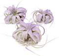 Purple Colorful Tillandsia Air Plants - Long Lasting Color Enhanced Live Tillandsia Succulent House Plants - Home and Garden Decor - Easy Care Indoor and Outdoor (Mini Xerographica, Pack of 3)