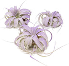 Purple Colorful Tillandsia Air Plants - Long Lasting Color Enhanced Live Tillandsia Succulent House Plants - Home and Garden Decor - Easy Care Indoor and Outdoor (Mini Xerographica, Single)