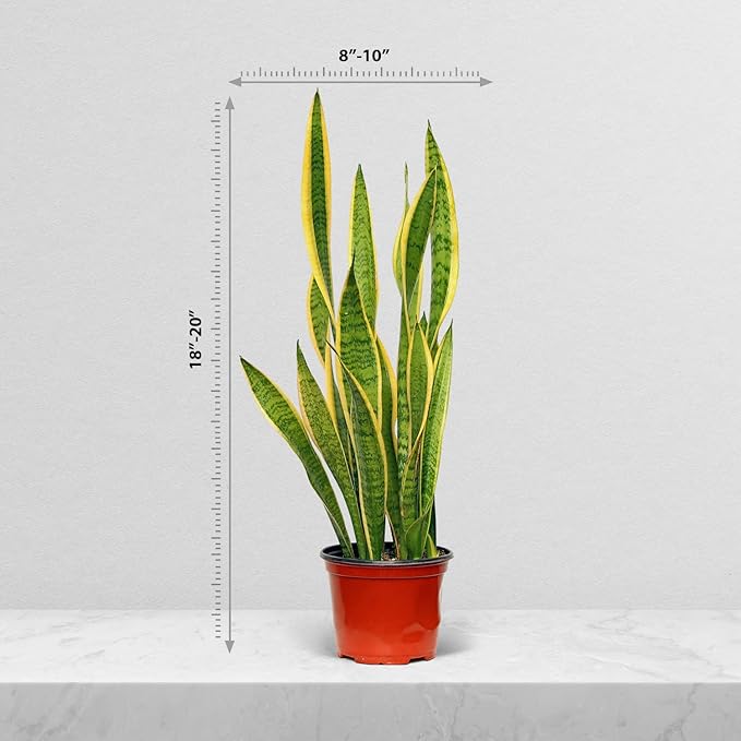 Live Sansevieria, Snake Plant, Housewarming Gift, Office Gift, Live Decor, Plant Lover Gift, Evergreen Indoor Plant in 6" Pot