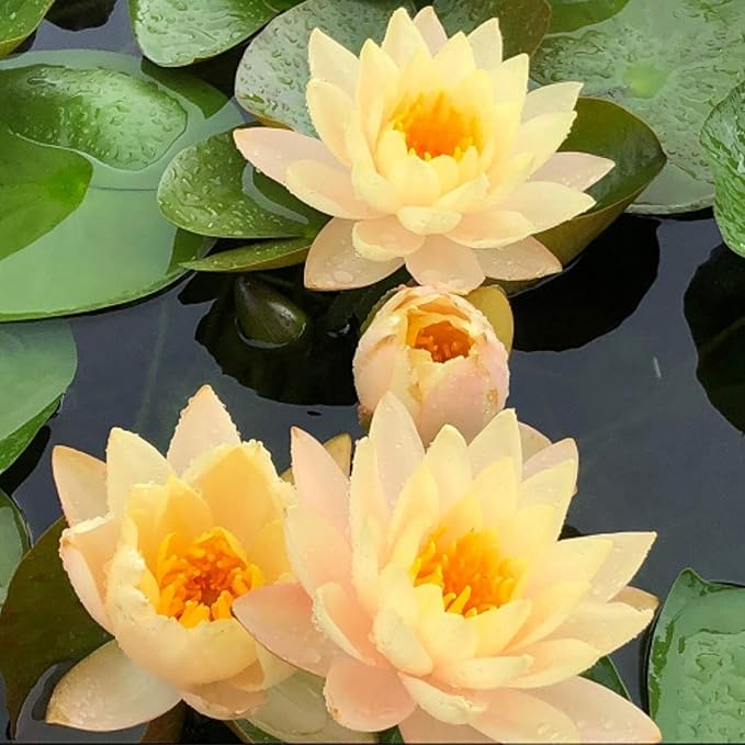 Live Aquatic Plant Yellow Nymphaea Mungkala Ubon Hardy Water Lilies Tuber for Aquarium Freshwater Fish Pond by Greenpro