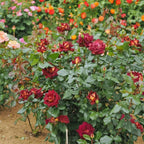 Rose Live Plant, Roses Flower Plant, Fragrant Flower for Planting, 4-6 Inches Tall, Bush Shrub Plants, Well Rooted, Ready to Grow (Deep Red Rose)