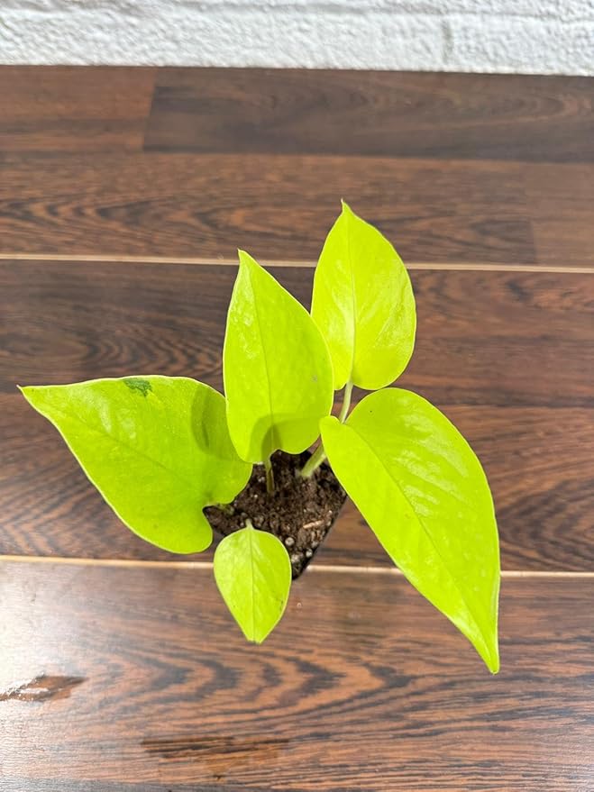 Generic Neon Pothos Indoor Plant, Easy Care, Low Light, Live Houseplant in 2"" Nursery Pot, yellow