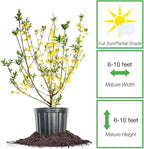 PERFECT PLANTS Lynwood Gold Forsythia Shrub 3 Gallon | Live Shrubs for Outdoor Planting | Fast Growing & Provides Privacy | Gorgeous Yellow Flower in Spring