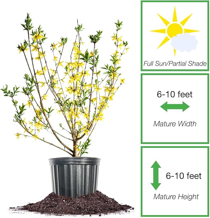 PERFECT PLANTS Lynwood Gold Forsythia Shrub 3 Gallon | Live Shrubs for Outdoor Planting | Fast Growing & Provides Privacy | Gorgeous Yellow Flower in Spring
