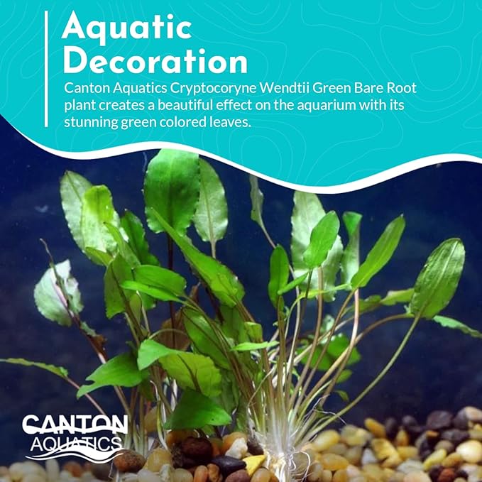 Cryptocoryne Wendtii Green Bare Root - Versatile and Durable ¬- Classic Plant - Mid-Ground Positioning - All Natural & Organic Aquatic Plant - Long Lasting & Easy to Care - 2" Pot