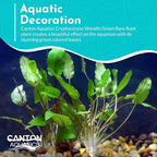 Cryptocoryne Wendtii Green Bare Root - Versatile and Durable ¬- Classic Plant - Mid-Ground Positioning - All Natural & Organic Aquatic Plant - Long Lasting & Easy to Care - 2" Pot