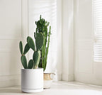 D'vine Dev 12 Inch Ceramic Planter Pot with Drainage Hole and Saucer, Indoor Cylinder Round Planter Pot, White, 94-O-F-1