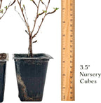 2 Goldfinger Potentilla – Compact Flowering Shrub with Golden Blooms for Borders, Accents & Containers (Potentilla fruticosa ‘Goldfinger’) in 3.5” Cubes, Live Plants
