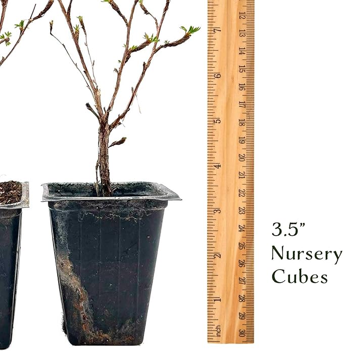 4 Goldfinger Potentilla – Compact Flowering Shrub with Golden Blooms for Borders, Accents & Containers (Potentilla fruticosa ‘Goldfinger’) in 3.5” Cubes, Live Plants