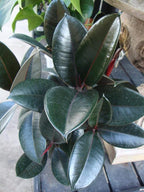 Rubber Plant - 3 Live Plants in 4 Inch Pots - Ficus Elastica “Burgundy” - Beautiful Easy Care Air Purifying Indoor Houseplant