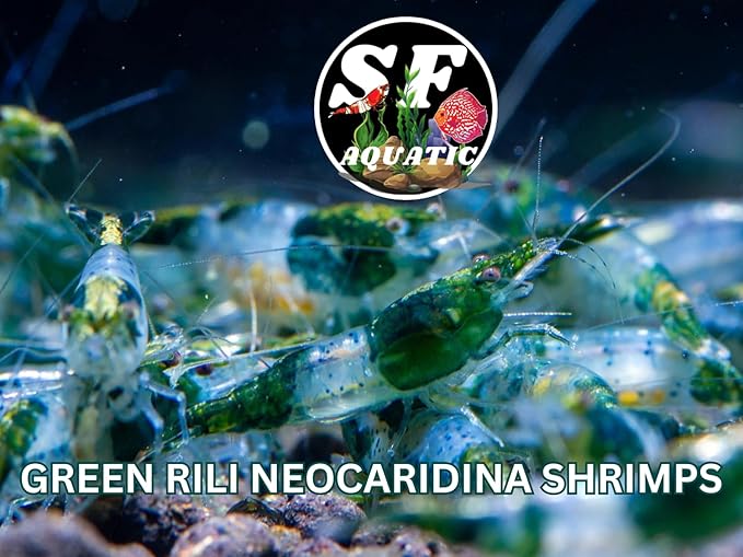 SF Aquatic™ 20 Green Rili High Grade Neocaridina Live Freshwater Aquarium Shrimps Fully Mature Breeding Age. Live Arrival Guarantee.