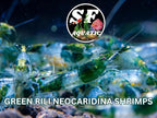 SF Aquatic™ 20 Green Rili High Grade Neocaridina Live Freshwater Aquarium Shrimps Fully Mature Breeding Age. Live Arrival Guarantee.