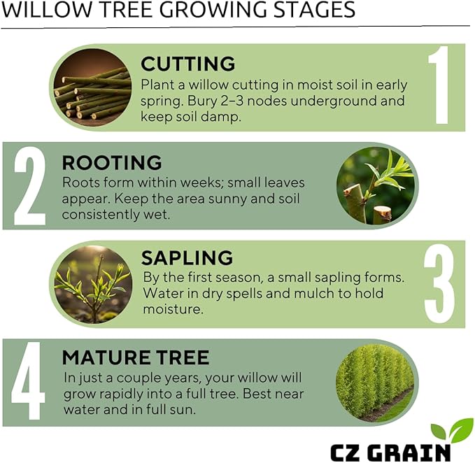 Hybrid Willow Tree Plants for Growing | Fast Privacy Hedge Row, Wind Block, Shade | Fast Growing - 12 Feet Per Year, Fast Growing Trees (One Hundred Trees)