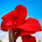 Canna 'Black Knight', a Great Live Pond Plant for Your Water Garden. Filters koi and Goldfish Ponds. Good for Bogs, Plant Shelf or Shallow Water This marginal Aquatic is a Real Beauty