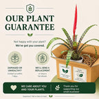 Bromeliad Flaming Sword Live Plant with Flower, Bromeliads Live Plant, Flowering Indoor Plants, Perfect Mothers Day Plants Gift, Colorful Live Plants