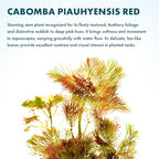 SubstrateSource Live Aquarium Red Stem Plants - Freshwater Aquatic Plant for Fish Tanks, Aquascaping - (Cabomba Piauhyensis Red, 4 Bunches)
