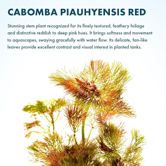 SubstrateSource Live Aquarium Red Stem Plants - Freshwater Aquatic Plant for Fish Tanks, Aquascaping - (Cabomba Piauhyensis Red, 4 Bunches)
