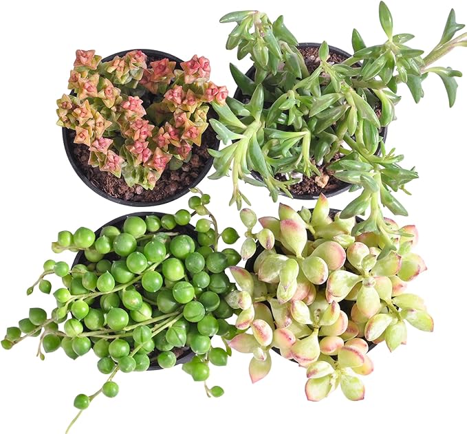 Succulent Plants (4 Pack), Live Succulents Fully Rooted in 2" Grower Pots, Unique Potted House Plant for DIY, Home Decor, Wedding Party Favor (Trailing Varieties)