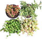 Succulent Plants (4 Pack), Live Succulents Fully Rooted in 2" Grower Pots, Unique Potted House Plant for DIY, Home Decor, Wedding Party Favor (Trailing Varieties)