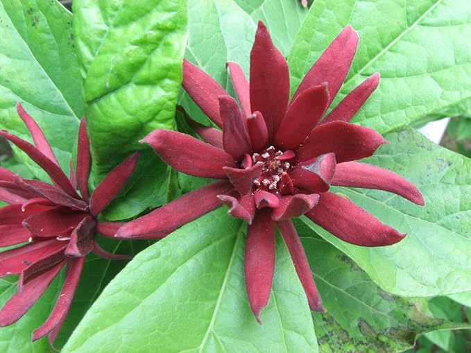 Carolina Allspice (Sweet Shrub) - 6-18" Tall Bush - Quart Pot - Live Plant - Calycanthus floridus