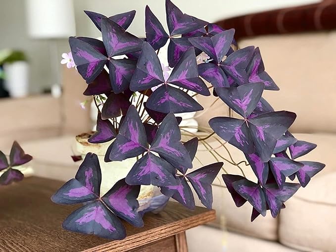 Oxalis Triangularis Bulbs - Purple Shamrock Bulbs - Good Luck Plant - Fast Growing Year Round Color Indoors or Outdoors - Oxalis Shamrock Bulbs - (5 Bulbs)