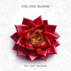 Live Succulent with Gardening Tools – Echeveria Agavoides v Romeo Rubin, Small Easy Care Houseplant for Indoor & Outdoor