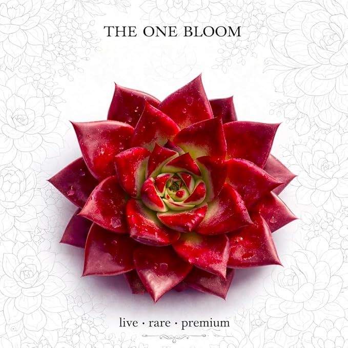 Live Succulent with Gardening Tools – Echeveria Agavoides v Romeo Rubin, Small Easy Care Houseplant for Indoor & Outdoor