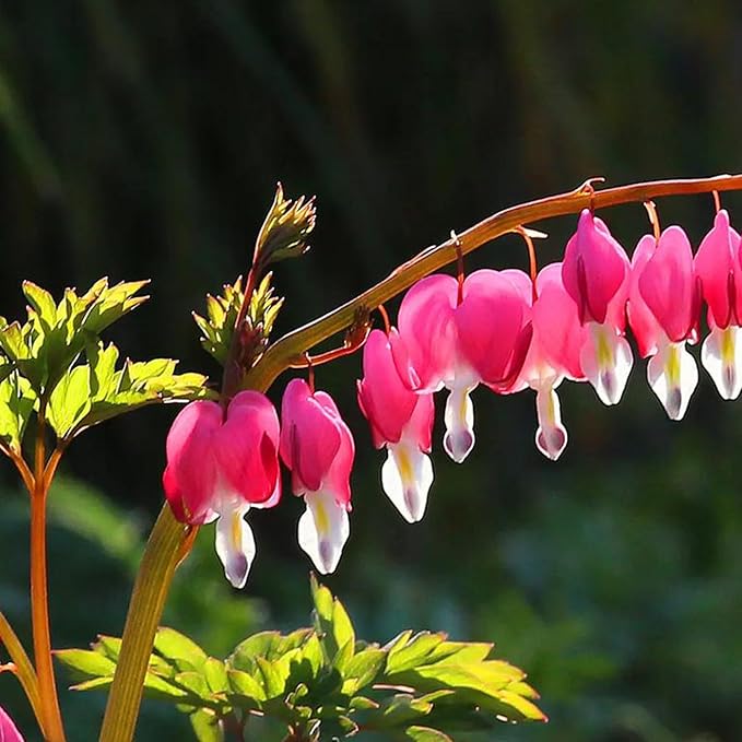 100pcs Dicentra Spectabilis Seeds for Planting, Non-GMO Heirloom Bleeding Heart Flower Seeds, Rare Blooms Flowers Attracts Pollinators for Garden Home Outdoors