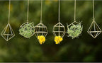 Gold Hanging Air Plants Holders Small Tillandsia Airplants Hangers 6 Pack Geometric Wire Himmeli Air Fern Display Planter with Chains Airferns Metal Hanging Holders