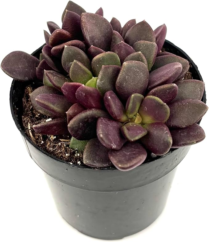 Anacampseros Purple Giant Purple Sand Rose Easy Succulents, 2.5" Pot