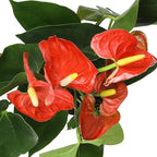Orange Anthurium Live Plant Decor (Approx. 16-19" Tall), Real Flowers/House Plants in 6" White Pot, Floral Air Purifying Houseplants, Cool & Unique Gifts by Plants for Pets