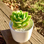 Succulents Plants Live,Echeveria ice Rose Variegated 3.5 inches Green Mini Indoor Plants,Bare Root Without Pot Soil,Live Plants for Gift Party Wedding Garden Baby Shower DIY Decor