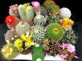 Cactus Mix Cacti About 50 Seeds for Planting Succulents Plant Group Cactaceae
