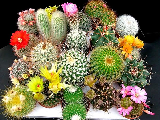 Cactus Mix Cacti About 50 Seeds for Planting Succulents Plant Group Cactaceae