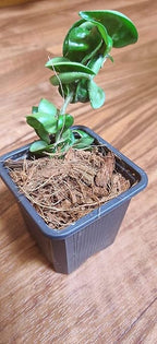 Noot Indoor Coconut Chips Husk Bark Potting Mix Coco Coir Brick. Avoid Root Rot with Fast Draining Soil. Houseplant, Monstera, Fiddle Leaf Fig, Orchid. Hydrate in Bag for ~ 2 Gal.