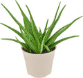 Arcadia Garden Products Live Aloe Vera Succulent Easy Indoor Houseplant in Plastic Pot, Air Purifying Ornamental Plant Gift for Home and Garden Décor, 6 Inch