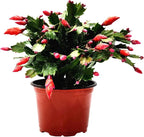Thanksgiving Cactus, Red Seasonal Blooms, Live Indoor Plant, Flowering Houseplant, Christmas Cactus, 6-Inch Pot, Holiday Decor, Pet Safe, Free Heat Pack