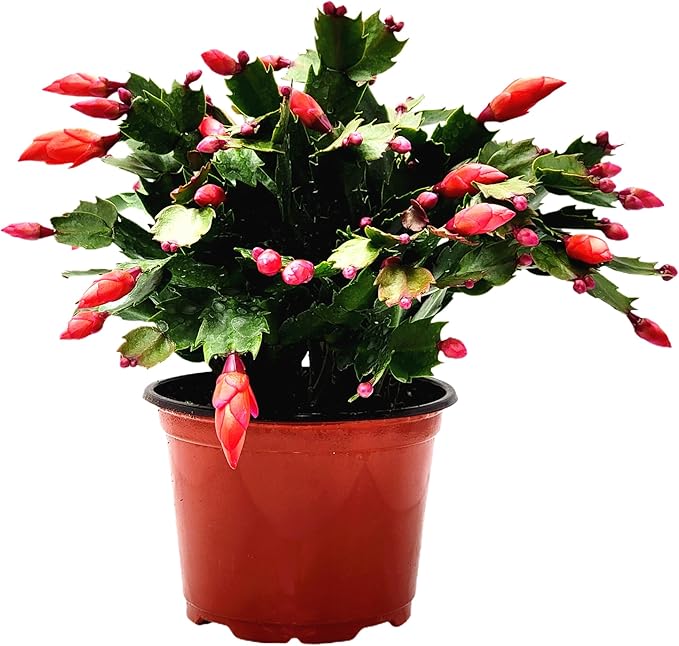 Thanksgiving Cactus, Red Seasonal Blooms, Live Indoor Plant, Flowering Houseplant, Christmas Cactus, 6-Inch Pot, Holiday Decor, Pet Safe, Free Heat Pack