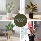 Aglaonema Plant Collection (4 Pack) Live Starter Plants, Rare Chinese Evergreen Houseplants, Indoor Tropical Plants Live, Easy Care Low Light Houseplants, Colorful Foliage Plants, Grower’s Choice