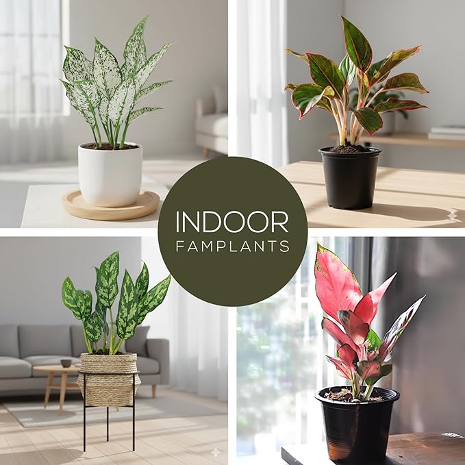 Aglaonema Plant Collection (4 Pack) Live Starter Plants, Rare Chinese Evergreen Houseplants, Indoor Tropical Plants Live, Easy Care Low Light Houseplants, Colorful Foliage Plants, Grower’s Choice