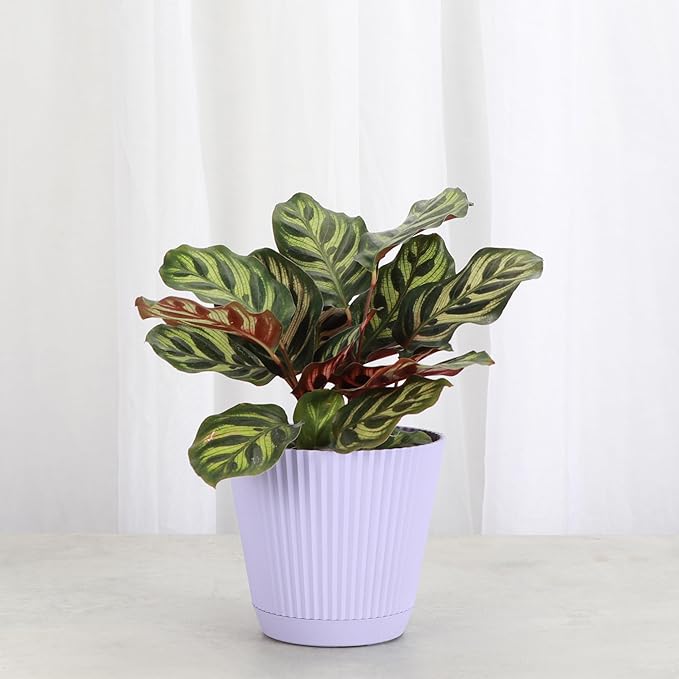 Thorsen's Greenhouse Peacock Calathea, Live Indoor Plant, Safe for Pets, Colorful Foliage, Rare Variety, Peacock Plant, 4" Diameter (Lavender)