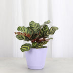 Thorsen's Greenhouse Peacock Calathea, Live Indoor Plant, Safe for Pets, Colorful Foliage, Rare Variety, Peacock Plant, 4" Diameter (Lavender)