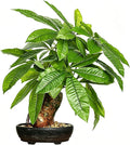 16 Inch Fake Money Tree, Artificial Bonsai Money Tree for Good Luck Fortune, Small Faux Potted Plant for Home Office Desk Living Room Bedroom Decor