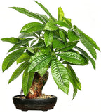 16 Inch Fake Money Tree, Artificial Bonsai Money Tree for Good Luck Fortune, Small Faux Potted Plant for Home Office Desk Living Room Bedroom Decor