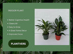 PLANTVERS Peace Lily in a 4” Grow Pot – Live Spathiphyllum – Flowering Air Purifying Plant – Easy Care & Low Maintenance Houseplant – Blooming Gift Plant (Set of 2 Pots Assorted)