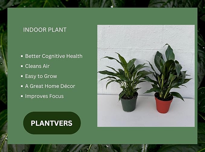 PLANTVERS Peace Lily in a 4” Grow Pot – Live Spathiphyllum – Flowering Air Purifying Plant – Easy Care & Low Maintenance Houseplant – Blooming Gift Plant (Set of 2 Pots Assorted)
