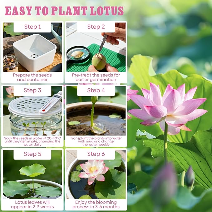 Groundio 10Pcs Lotus Flower Seeds, Non-GMO, Pre-Cut High Germination Bowl Lotus Seed, Premium Aquatic Plants for Ponds & Bonsai (Pink/Red/Green)