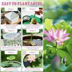 Groundio 10Pcs Lotus Flower Seeds, Non-GMO, Pre-Cut High Germination Bowl Lotus Seed, Premium Aquatic Plants for Ponds & Bonsai (Pink/Red/Green)