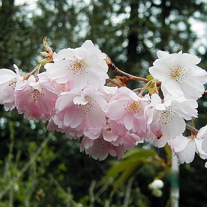 Accolade Cherry Blossom Tree, Elegant Blooms, 7 gal. Nursery Pot, 4–5 ft Tree Height (Due to Agricultural Laws, we Cannot Ship to CA, AZ, AK, or HI)